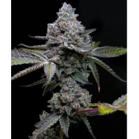 Barney's Farm-APPLE FRITTER STRAIN