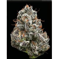 Barney's Farm-BLACK CHERRY GUSHERS STRAIN - Feminisiert - Barney's Farm - Seed Diskont - Hanfsamen Shop