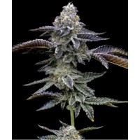 Barney's Farm-BLUE DREAM STRAIN -  -  - Seed Diskont - Hanfsamen Shop