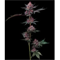 Barney's Farm -CHERRY POPPERS STRAIN -  -  - Seed Diskont - Hanfsamen Shop