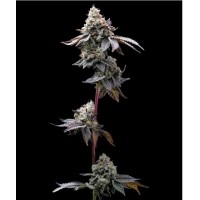 Barney's Farm -GMO COOKIES STRAIN -  -  - Seed Diskont - Hanfsamen Shop