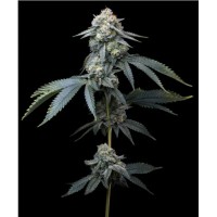 Barney's Farm-JEALOUSY STRAIN