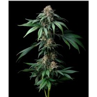 Barney's Farm-MENDO BREATH STRAIN - Feminizált - Barney's Farm - Seed Diskont - Hanfsamen Shop