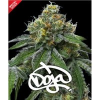 Barneys Farm-RS11 X BANANA OG STRAIN -  -  - Seed Diskont - Hanfsamen Shop