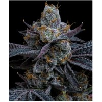 Barney's Farm-WHITE RUNTZ STRAIN -  -  - Seed Diskont - Hanfsamen Shop