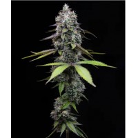 Barney's Farm-ZOAP STRAIN -  -  - Seed Diskont - Hanfsamen Shop