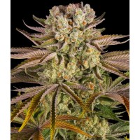 Barney's Farm - Pineapple Express  (Feminizált)