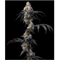 Barney's Farm-RAINBOW SHERBET STRAIN -  -  - Seed Diskont - Hanfsamen Shop