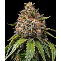Barney's Farm - White Widow XXL (Feminizált)