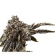 Growers Choice Chocolate Sherbet Feminizált Magok Growers Choice Chocolate Sherbet kannabiszmag