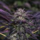Blue Diesel Autoflower by Growers Choice Blue Diesel Autoflower virágok édes bogyós és dízeles aromával