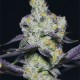 Growers Choice Blue Dream Sherbet kannabiszmag