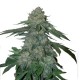 Growers Choice KO Kush kannabiszmag