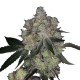 Growers Choice Purple Sunset Feminizált Magok Growers Choice Purple Sunset kannabiszmag