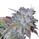 Growers Choice Silvergrape Sherbet Feminizált Magok Growers Choice Silvergrape Sherbet kannabiszmag