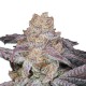 Growers Choice Sour Zkittlez Feminizált Magok Growers Choice Sour Zkittlez kannabiszmag