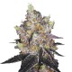 Watermelon Punch Autoflower by Growers Choice Watermelon Punch Autoflower virágok édes görögdinnye és bogyós aromákkal