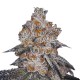 White Fire Gelato by Growers Choice White Fire Gelato rügyek krémes és gyümölcsös aromával