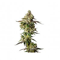 Growers Choice - .Apple Fritter Autoflower