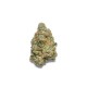 Growers Choice Apple Fritter Autoflower Growers Choice Apple Fritter Autoflower kannabisz magok