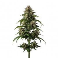 Growers Choice - Cherry 7up Autoflower Limited Edition Growers Choice - Cherry 7up Autoflower Limited Edition
