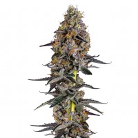 Growers Choice - Cherry Zoap Autoflower Growers Choice - Cherry Zoap Autoflower