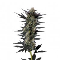 Growers Choice - Gello Z Autoflower