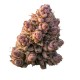 Growers Choice Gello Z Autoflower kannabisz magok