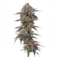 Growers Choice - .Lemon Cherry Mochi Autoflower