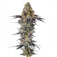 Growers Choice - .Lobster Butter Autoflower