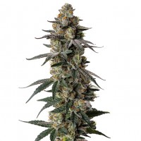 Growers Choice - MAC1 Autoflower