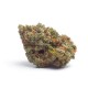 Tropicana Weddingcake Autoflower Growers Choice Tropicana Weddingcake Autoflower kannabisz növény Growers Choice