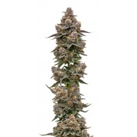 Growers Choice - .Blue Zeclair Growers Choice - .Blue Zeclair