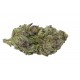 Growers Choice Blue Zeclair feminizált kannabisz magok bogyós és krémes aromával