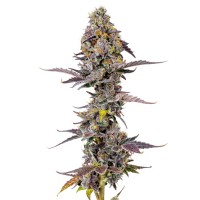 Growers Choice - Applez and Bananaz