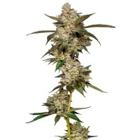 Growers Choice - Banana Glue