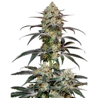 Growers Choice - Banana Sherbet