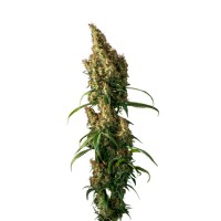 Growers Choice - Beldia Gold