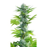 Growers Choice - Beldia Lemon
