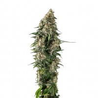 Growers Choice - Original Beldia