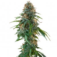 Growers Choice - Tidghine Beldia