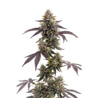 Growers Choice - Blue Forest Berry