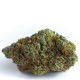 Blue Forest Berry Auto Growers Choice premium autoflower cannabis genetika Growers Choice Blue Forest Berry Auto autoflower kannabisz magok gyumolcsos bogyos aromaval