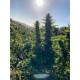 Blue Forest Berry Auto Growers Choice premium autoflower cannabis genetika Growers Choice Blue Forest Berry Auto autoflower kannabisz magok gyumolcsos bogyos aromaval