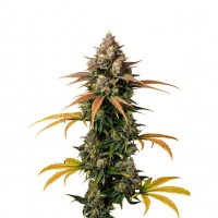 Growers Choice - Braindamage