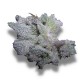 Braindamage Growers Choice premium magas thc cannabis strain Growers Choice Braindamage feminizalt kannabisz magok kristalyos gyantas viragokkal