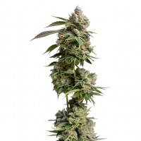 Growers Choice - Bruce Banner