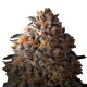 Growers Choice Bruce Banner feminizalt kannabisz magok gyantas diesel viragokkal