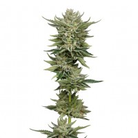Growers Choice - Bubblegum x Fat HOG