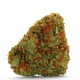 Bubblegum x Fat HOG Growers Choice Seeds Bubblegum x Fat HOG kannabisz strain tömör gyantás virágokkal a Growers Choice kínálatából
